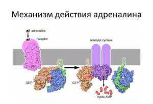 адреналин в крови