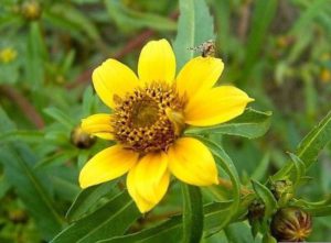 Рецепты с Фурацилином от потливости стоп