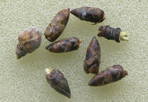 Березовые почки