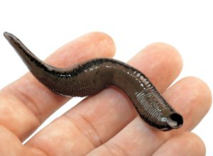 пиявки в гомеопатии