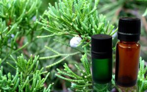 Эфирное масло из кипариса