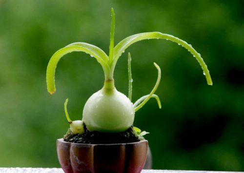 индийский лук от грибка ногтей