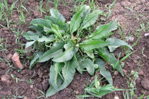 Чеснок + конский щавель + лимон