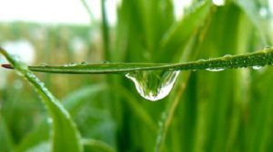 Необычные народные средства против микоза ног