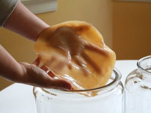 чайный гриб от онихомикоза