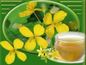 Отвар чистотела от грибка