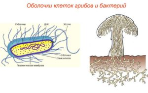  Микосептин разрушает барьерные функции клеточных оболочек бактерий